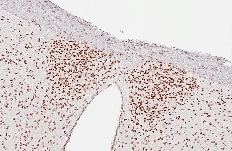 Immunohistochemistry (Formalin/PFA-fixed paraffin-embedded sections) - Anti-BMAL1 antibody [HL2456] (AB317229)