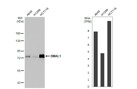 Western blot - Anti-BMAL1 antibody [HL2456] (AB317229)
