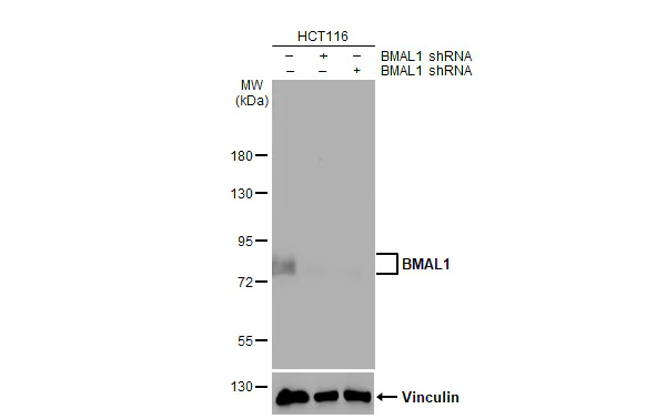 Western blot - Anti-BMAL1 antibody [HL2456] (AB317229)