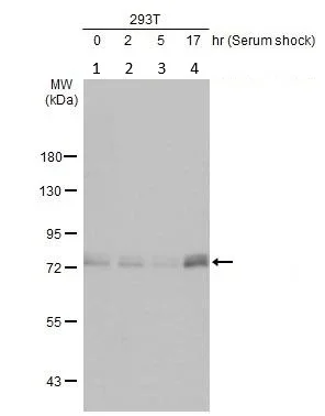 Western blot - Anti-BMAL1 antibody [HL2456] (AB317229)