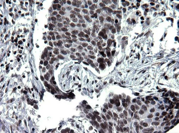 Immunohistochemistry (Formalin/PFA-fixed paraffin-embedded sections) - Anti-BMAL1 antibody [OTI1H6] - BSA and Azide free (AB273648)