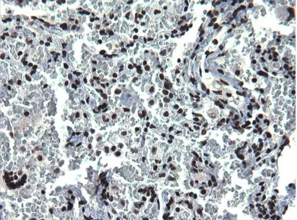 Immunohistochemistry (Formalin/PFA-fixed paraffin-embedded sections) - Anti-BMAL1 antibody [OTI1H6] - BSA and Azide free (AB273648)
