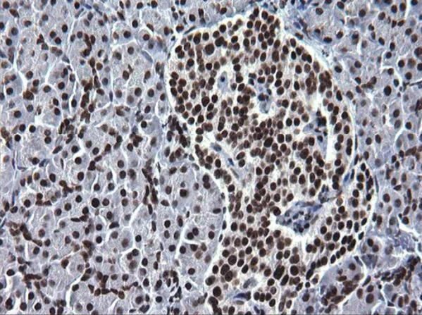 Immunohistochemistry (Formalin/PFA-fixed paraffin-embedded sections) - Anti-BMAL1 antibody [OTI1H6] - BSA and Azide free (AB273648)