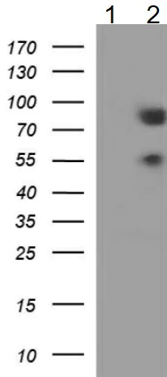 Western blot - Anti-BMAL1 antibody [OTI1H6] - BSA and Azide free (AB273648)
