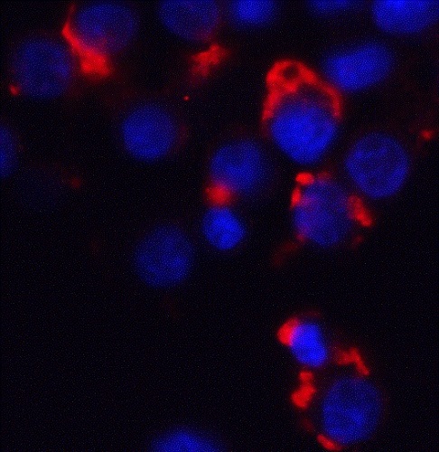 Immunocytochemistry/ Immunofluorescence - Anti-Bmf antibody (AB9655)