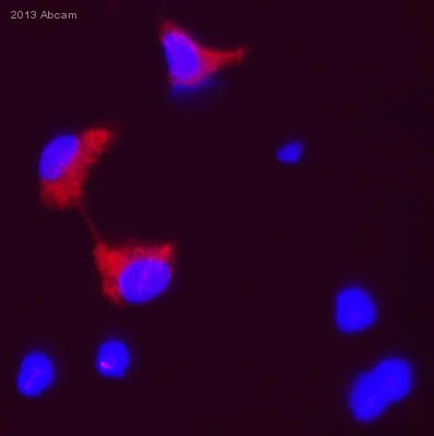Immunocytochemistry/ Immunofluorescence - Anti-Bmi1 antibody (AB38295)