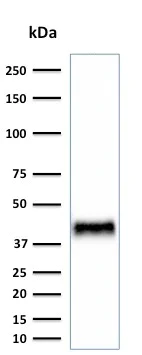 Western blot - Anti-Bmi1 antibody [BMI1/2823] - BSA and Azide free (AB269688)