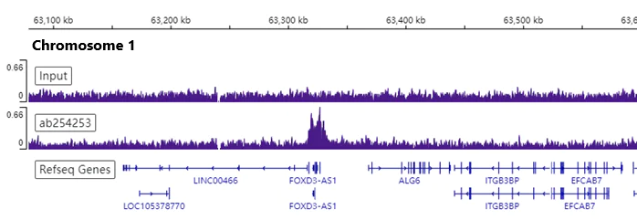 ChIP-sequencing - Anti-Bmi1 antibody [EPR22604-160] - ChIP Grade (AB254253)
