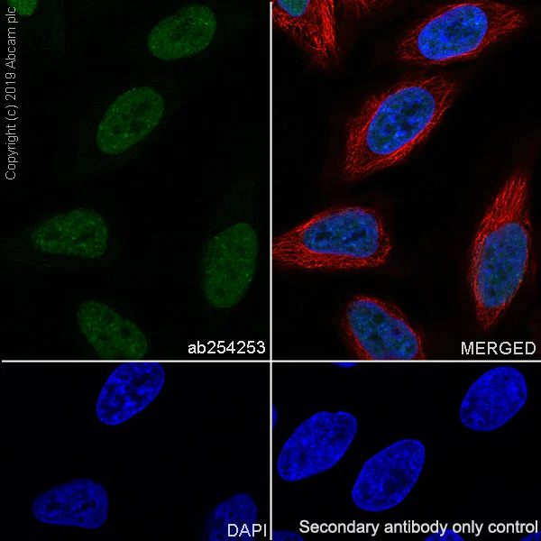Immunocytochemistry/ Immunofluorescence - Anti-Bmi1 antibody [EPR22604-160] - ChIP Grade (AB254253)