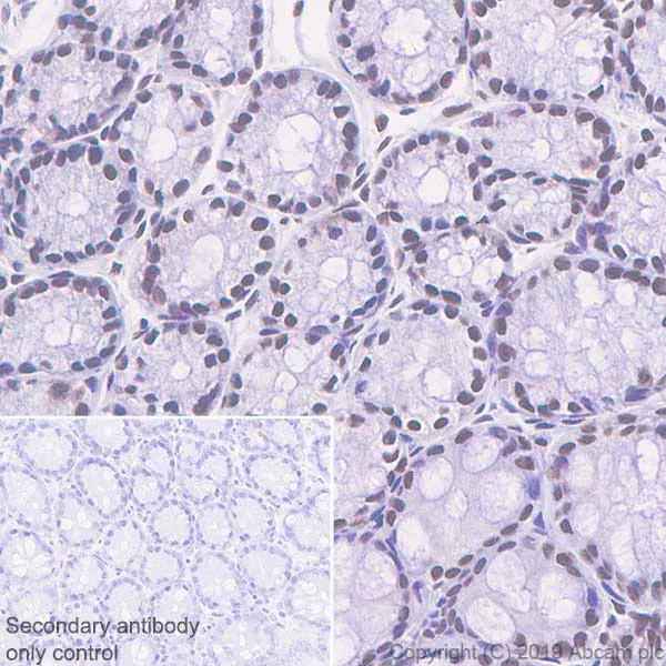 Immunohistochemistry (Formalin/PFA-fixed paraffin-embedded sections) - Anti-Bmi1 antibody [EPR22604-160] - ChIP Grade (AB254253)
