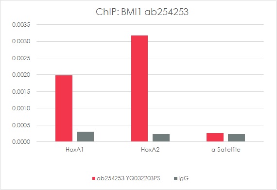 ChIP - Anti-Bmi1 antibody [EPR22604-160] - ChIP Grade - BSA and Azide free (AB254475), expandable thumbnail
