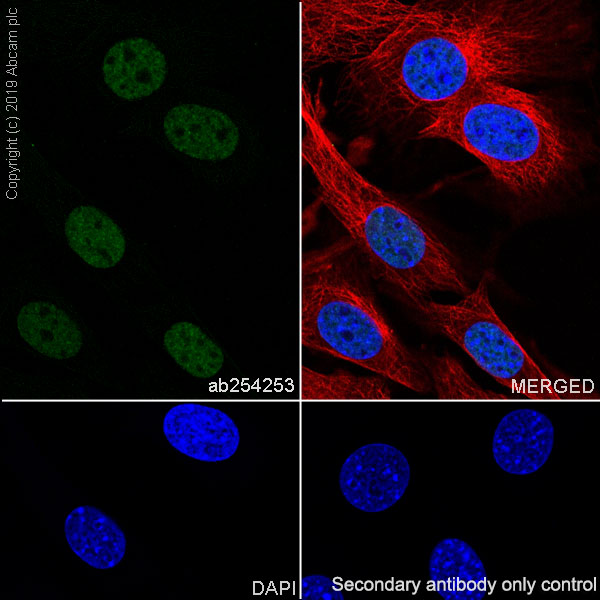 Immunocytochemistry/ Immunofluorescence - Anti-Bmi1 antibody [EPR22604-160] - ChIP Grade - BSA and Azide free (ab254475), expandable thumbnail