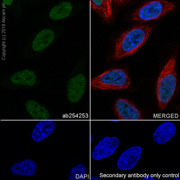 Immunocytochemistry/ Immunofluorescence - Anti-Bmi1 antibody [EPR22604-160] - ChIP Grade - BSA and Azide free (ab254475), expandable thumbnail