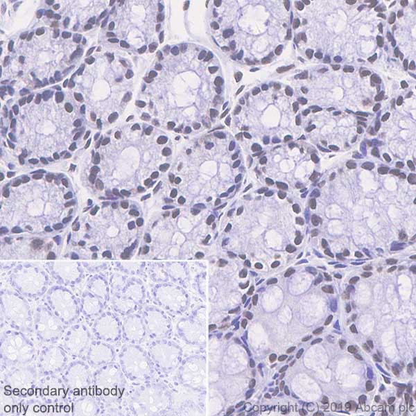 Immunohistochemistry (Formalin/PFA-fixed paraffin-embedded sections) - Anti-Bmi1 antibody [EPR22604-160] - ChIP Grade - BSA and Azide free (AB254475), expandable thumbnail
