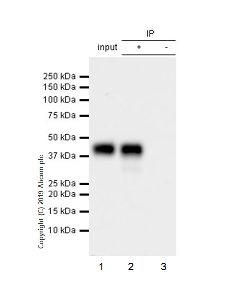 Immunoprecipitation - Anti-Bmi1 antibody [EPR22604-160] - ChIP Grade - BSA and Azide free (AB254475), expandable thumbnail