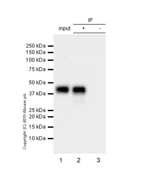Immunoprecipitation - Anti-Bmi1 antibody [EPR22604-160] - ChIP Grade - BSA and Azide free (AB254475)