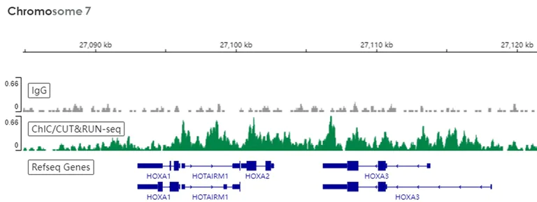 ChIC/CUT&RUN sequencing - Anti-Bmi1 antibody [EPR3745(2)] (AB126783)