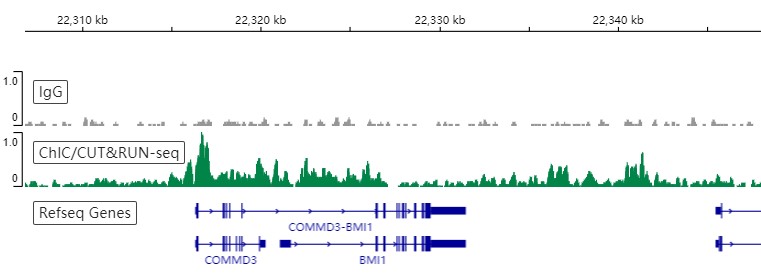 Anti-Bmi1 antibody [EPR3745(2)]