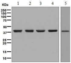 Western blot - Anti-Bmi1 antibody [EPR3745(2)] (AB126783)