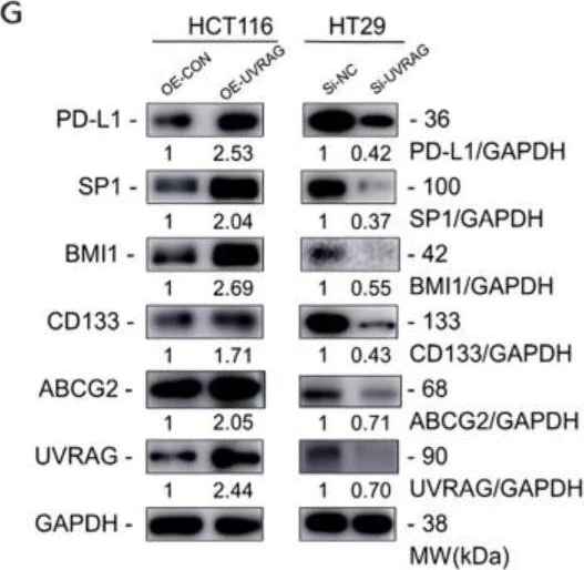 Western blot - Anti-Bmi1 antibody [EPR3745(2)] (AB126783)
