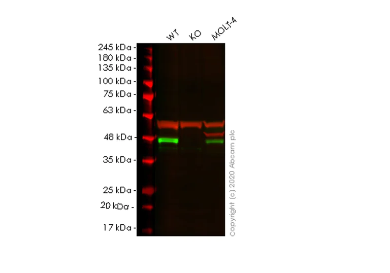 Western blot - Anti-Bmi1 antibody [EPR3745(2)] (AB126783)