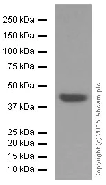 Western blot - Anti-Bmi1 antibody [EPR3745(2)] (AB126783)