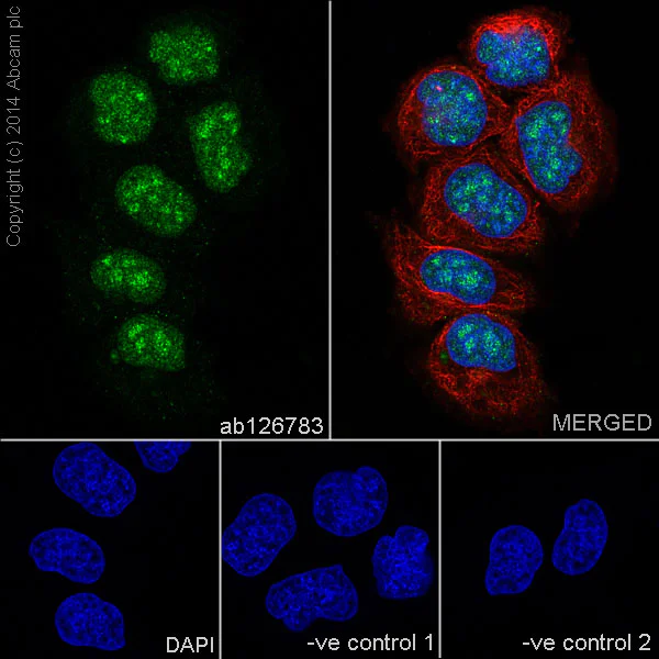 Immunocytochemistry/ Immunofluorescence - Anti-Bmi1 antibody [EPR3745(2)] - BSA and Azide free (AB216444)