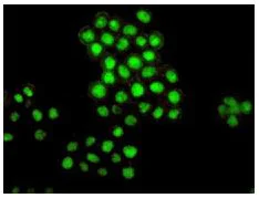 Immunocytochemistry/ Immunofluorescence - Anti-Bmi1 antibody [EPR3745(2)] - BSA and Azide free (AB216444)