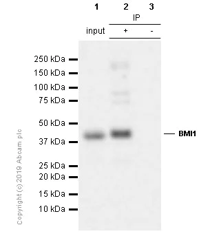 Immunoprecipitation - Anti-Bmi1 antibody [EPR3745(2)] - BSA and Azide free (AB216444)