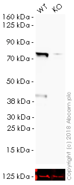 Western blot - Anti-Bmi1 antibody [EPR3745(2)] - BSA and Azide free (AB216444)