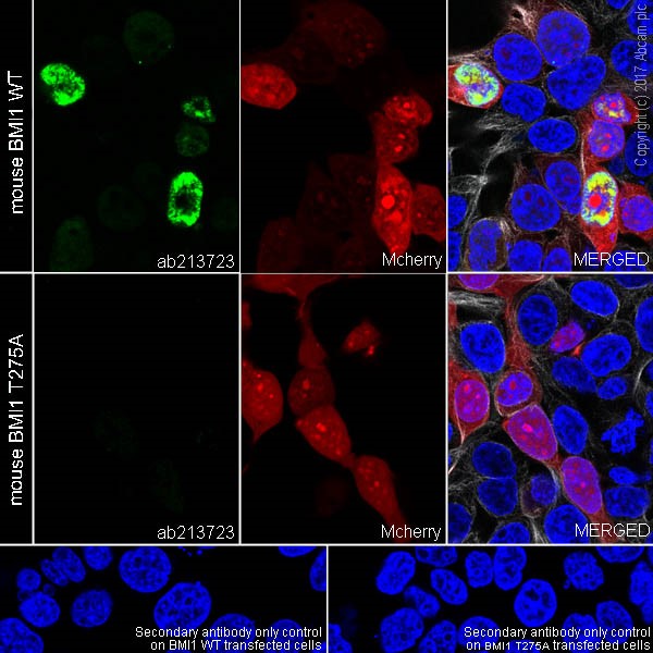 Immunocytochemistry/ Immunofluorescence - Anti-Bmi1 (phospho T275) antibody [EPR19848] - BSA and Azide free (AB228458)