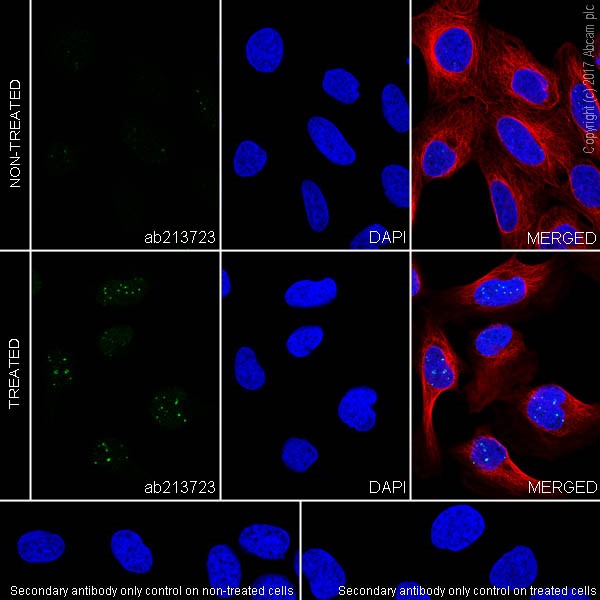 Immunocytochemistry/ Immunofluorescence - Anti-Bmi1 (phospho T275) antibody [EPR19848] - BSA and Azide free (AB228458)
