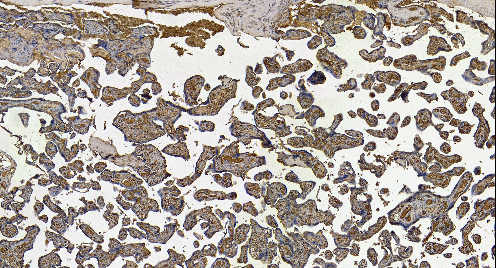 Immunohistochemistry (Formalin/PFA-fixed paraffin-embedded sections) - Anti-BMP1/PCP antibody (AB205394), expandable thumbnail