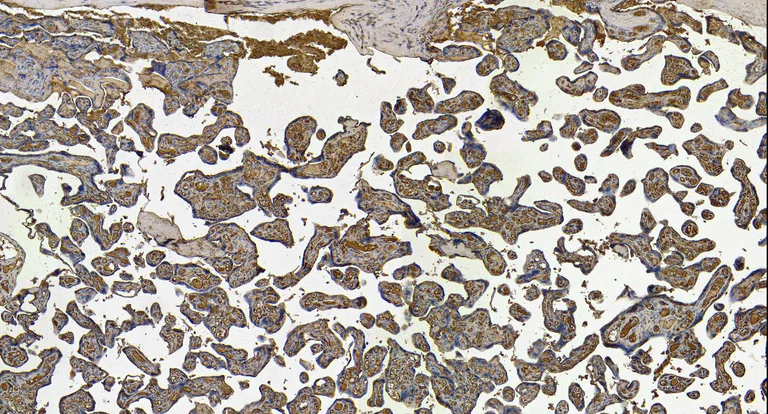 Immunohistochemistry (Formalin/PFA-fixed paraffin-embedded sections) - Anti-BMP1/PCP antibody (AB205394)