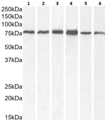 Western blot - Anti-BMP1/PCP antibody (AB205394), expandable thumbnail
