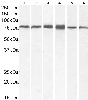Western blot - Anti-BMP1/PCP antibody (AB205394)