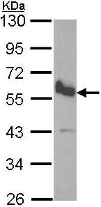 Western blot - Anti-BMP10 antibody (AB96593)