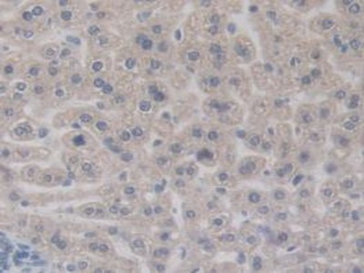 Immunohistochemistry (Formalin/PFA-fixed paraffin-embedded sections) - Anti-BMP15 antibody (AB231261)