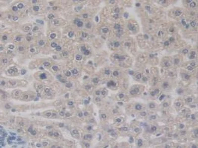 Immunohistochemistry (Formalin/PFA-fixed paraffin-embedded sections) - Anti-BMP15 antibody (AB231261)