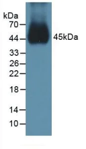 Western blot - Anti-BMP15 antibody (AB231261)