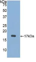 Western blot - Anti-BMP15 antibody (AB231261)