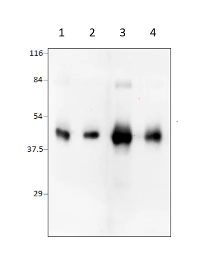 Western blot - Anti-BMP2 antibody (AB14933)