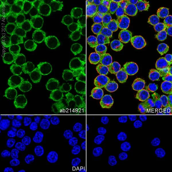 Immunocytochemistry/ Immunofluorescence - Anti-BMP2 antibody [EPR20807] (AB214821)