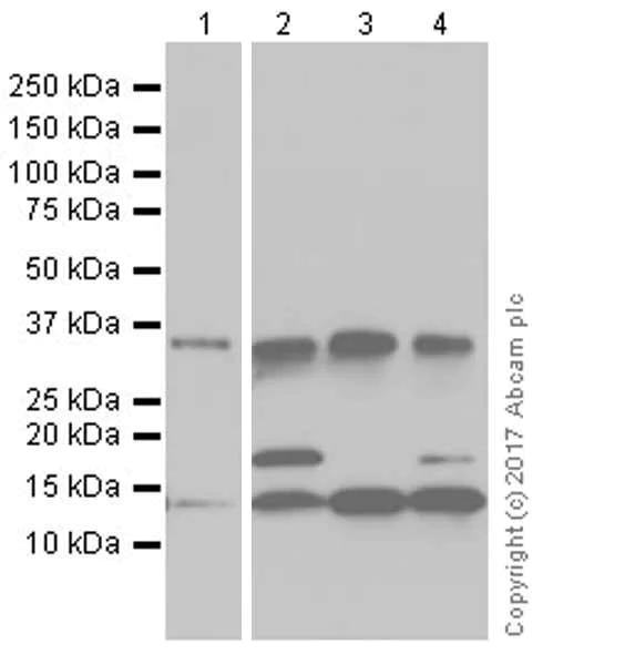 Western blot - Anti-BMP2 antibody [EPR20807] (AB214821)
