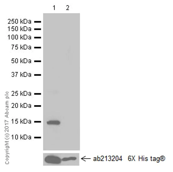 Western blot - Anti-BMP2 antibody [EPR20807] (AB214821)
