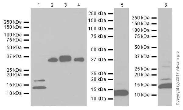 Western blot - Anti-BMP2 antibody [EPR20807] (AB214821)