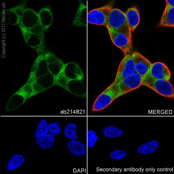 Immunocytochemistry/ Immunofluorescence - Anti-BMP2 antibody [EPR20807] - BSA and Azide free (AB225898)