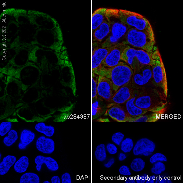 Immunocytochemistry/ Immunofluorescence - Anti-BMP2 antibody [EPR24209-61] (ab284387), expandable thumbnail