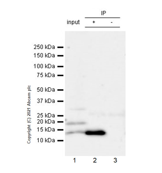 Immunoprecipitation - Anti-BMP2 antibody [EPR24209-61] (AB284387), expandable thumbnail