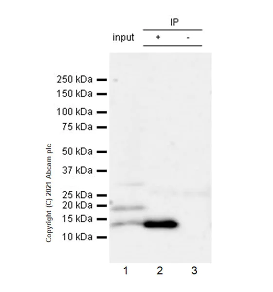 Immunoprecipitation - Anti-BMP2 antibody [EPR24209-61] (AB284387)